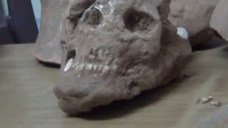 रोहतक में खुदाई दौरान मिला 30,000 साल पुराना कंकाल