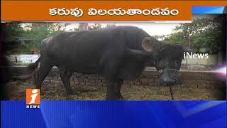 Drought Hits Effects On Dairy Farmers In Nellore | Farmers Selling Cattle | iNews