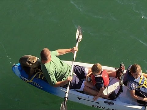 Sea Lion Hitches Ride on Family Kayak News Video