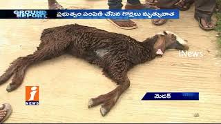 Farmers Worrying Over Govt Distributing Sheeps Died in Medak | Ground Report | iNews