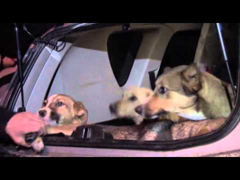 Volunteers Smuggle Stray Dogs Out of Sochi News Video