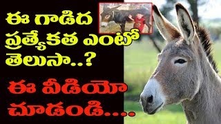 ఈ గాడిద ధర రూ.10 లక్షలుTippu Haryana’s Super Donkey Whose Owner Demands Rs 10 Lakh For Its Sale