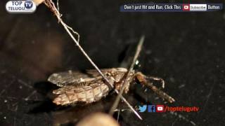 Zika detected in India- All you need to know about the mosquito borne virus | Top Telugu TV