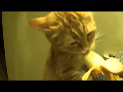 Funny Videos - Funny Animal Funny Dogs and Cats The Best compilation