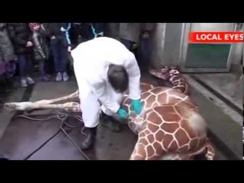 Zoo kills healthy young giraffe, feeds to lions News Video