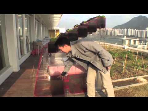 Hong Kong Residents Help Create Green Roofs News Video