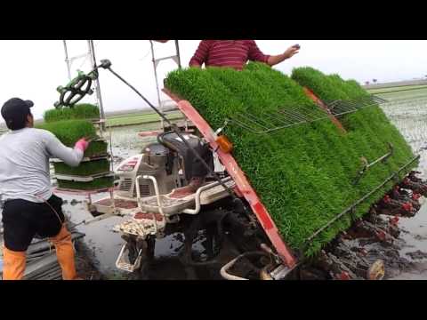 Amazing Rice cultivation Video Funny Video