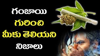 Unknown Facts About Marijuana (గంజాయి) || గంజాయి గురించి మీకు తెలియని నిజాలు