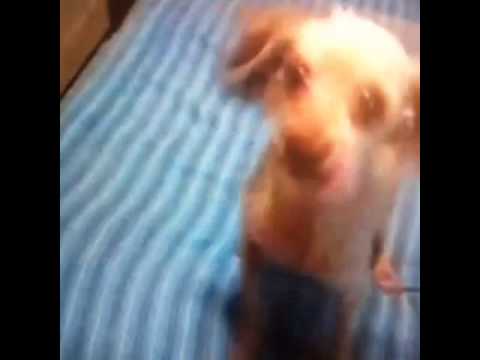 World's Craziest Dog giving you a piece of his mind by Chris Gotti - 7 Seconds Funny Video