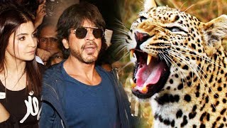 Leopard Scares Shahrukh & Anushka At Jab Harry Met Sejal Promotion