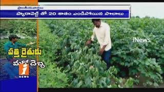 Cotton Farmers Turns Into losses After Continues Diseases | iNews
