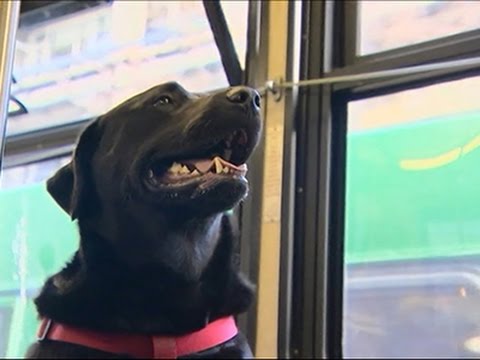 Dog Rides Bus Alone, Wins Hearts News Video