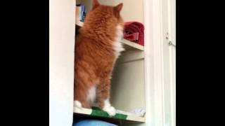 Curious Funny Cat Falls Off of Shelf