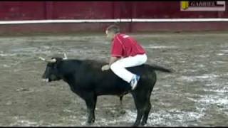 Crazy Bull || Funny Videos
