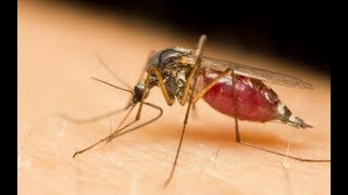 Can gene-editing of mosquitoes end dengue, malaria? | ET Magazine