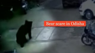 Watch- Bears stray into a residential area in Odisha