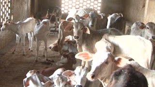 गौशाला का हुआ बुरा हाल, 1 दर्जन गायों की मौत