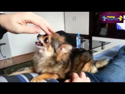 Funny Dogs  Funny Compilation 2015 Speaking dogs