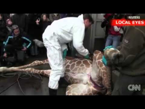 Danish Zoo criticized for killing giraffe News Video