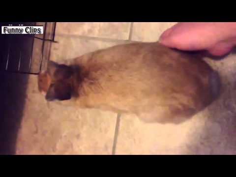 Funny Videos - Funny Animals And Cute Bunny Rabbit Videos Compilation 2015 NEW