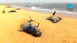 45 whales dead, 36 rescued on Tuticorin beach in Tamil Nadu