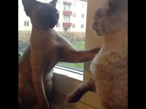 Animal Voiceover - "I got a girlfriend calm down!!!" - 7 Seconds Funny Video