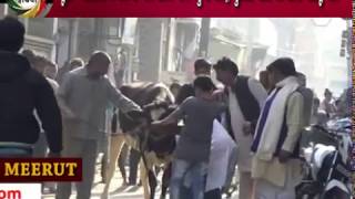 यूपी- गौरक्षको के डर से गाय लेकर थाने पंहुचा पार्षद, पुलिस वालों को सौंपी पालतू गाय