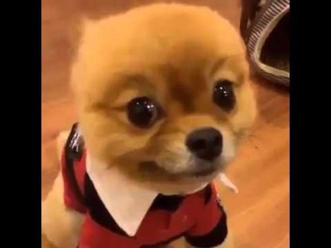 Is it a Puppy or a Cute Doll - Best Funny Video