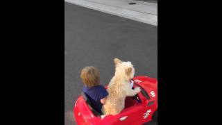 Dog drives Little Boy in Car.....Daisy Driving Oliver