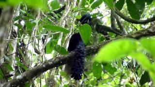 Long-wattled Umbrellabird - Bizarre Animal