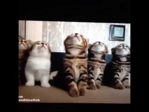 Cats going along with Break your Neck    Funny Cat videos