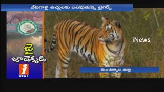 Tigers Number Reduced In Kawal Wildlife Sanctuary | Machirial | iNews
