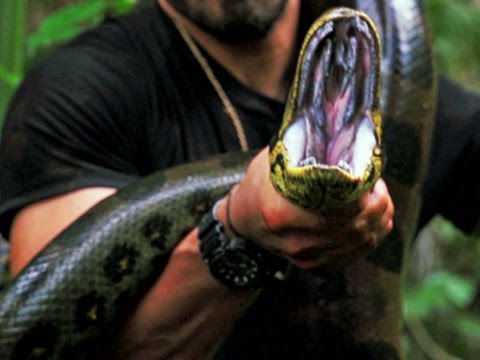 Conservationist 'Eaten Alive' by Snake on TV News Video